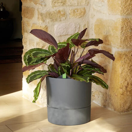 Саксия AquaDuo